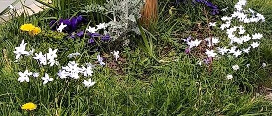 ROTR 2026 March Combemartin flowers 5ed1